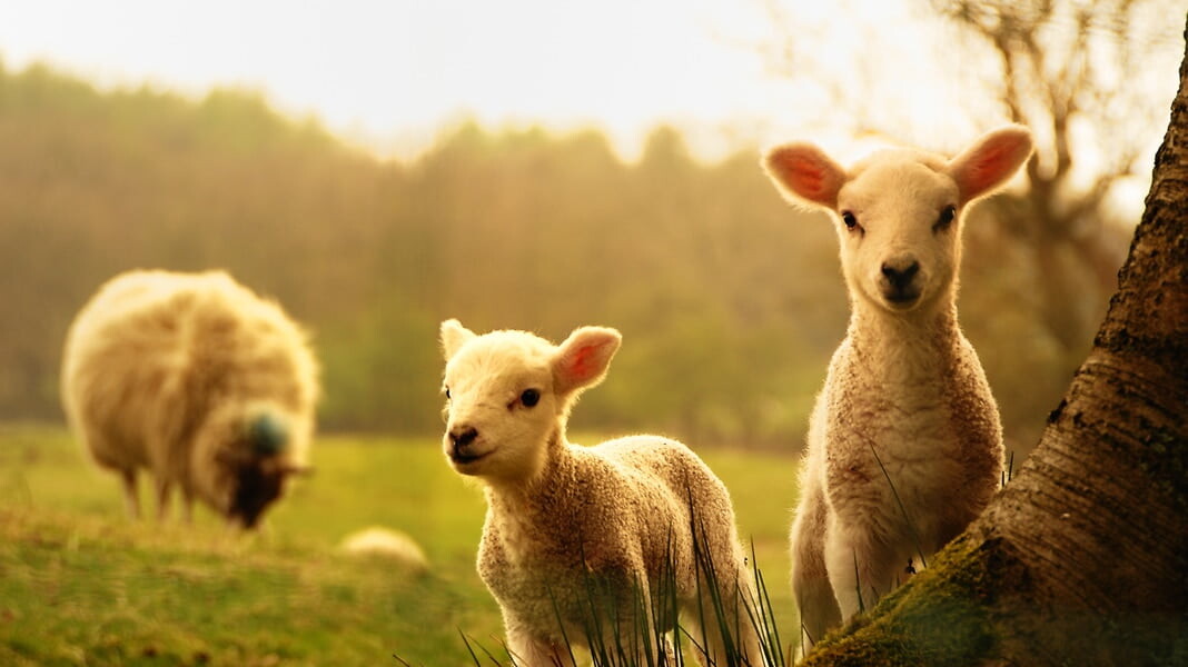 The Downs Malvern pupils become farming folk