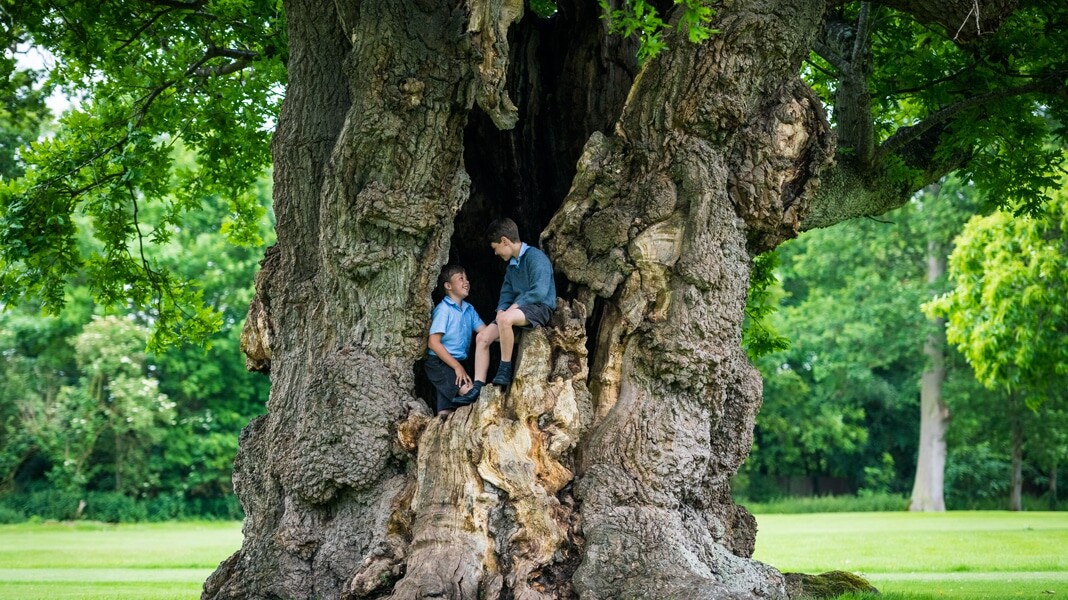Hazlegrove Prep's tree of life
