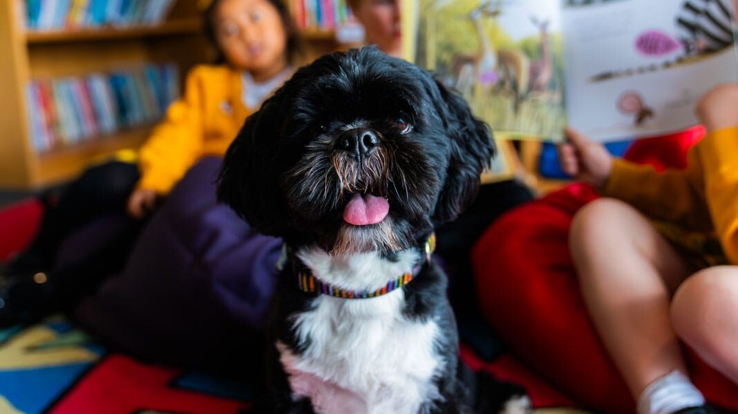 How animal magic brings joy to school days