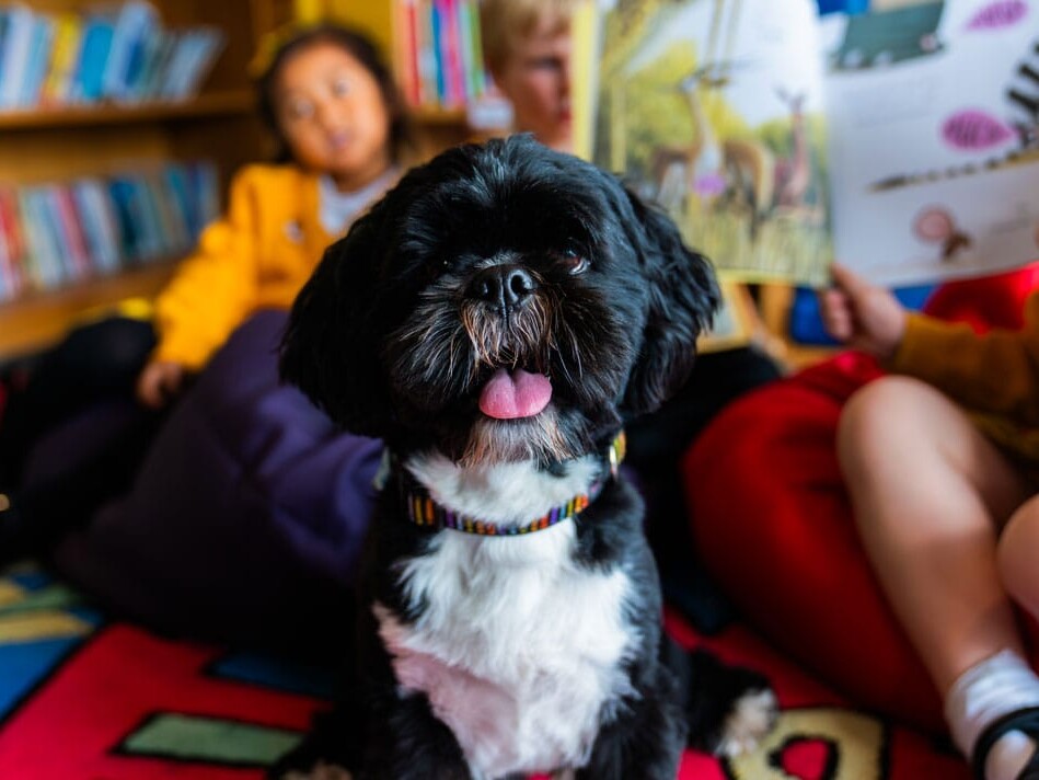 How animal magic brings joy to school days