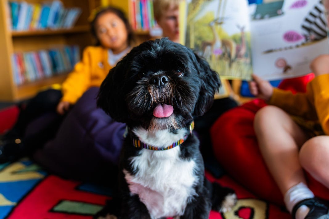 How animal magic brings joy to school days